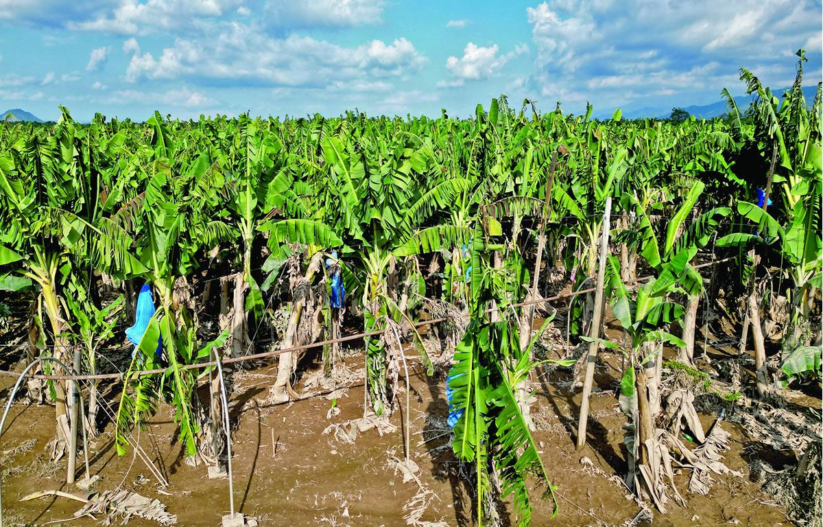 $!El río Aguán arrasó con plantaciones y ganado.