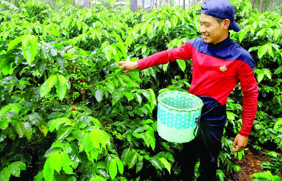 Productores hondureños esperan beneficiarse de buen precio del café