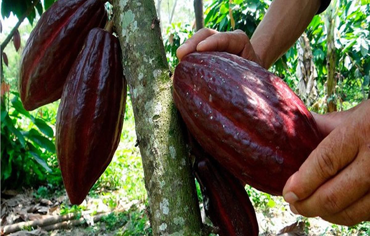 Valor agregado es clave para aprovechar acuerdo con UE