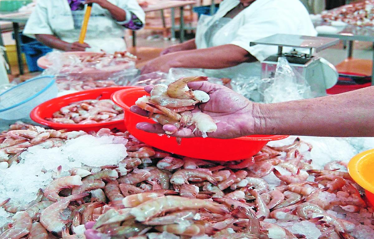 Taiwán, el mayor comprador de camarón