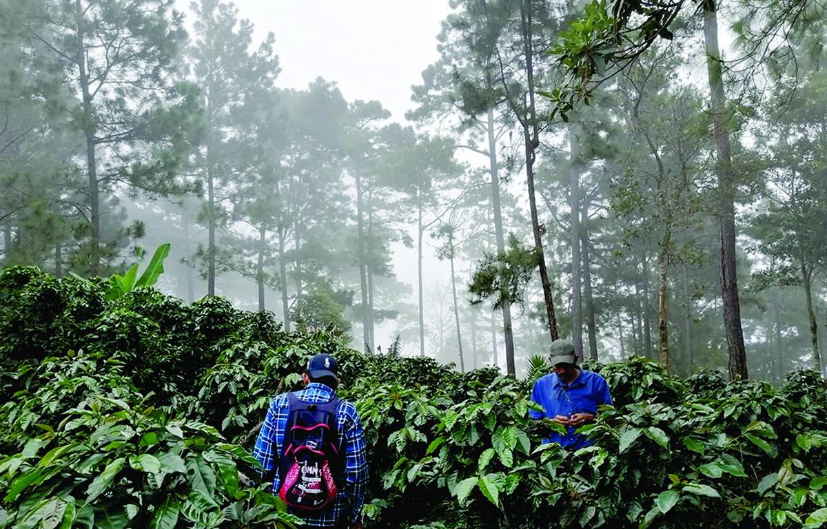 El 95% de la producción de café hondureño se destina a la exportación, de la que el 57% corresponde a café diferenciado, de acuerdo con el Banco Central de Honduras (BCH).
