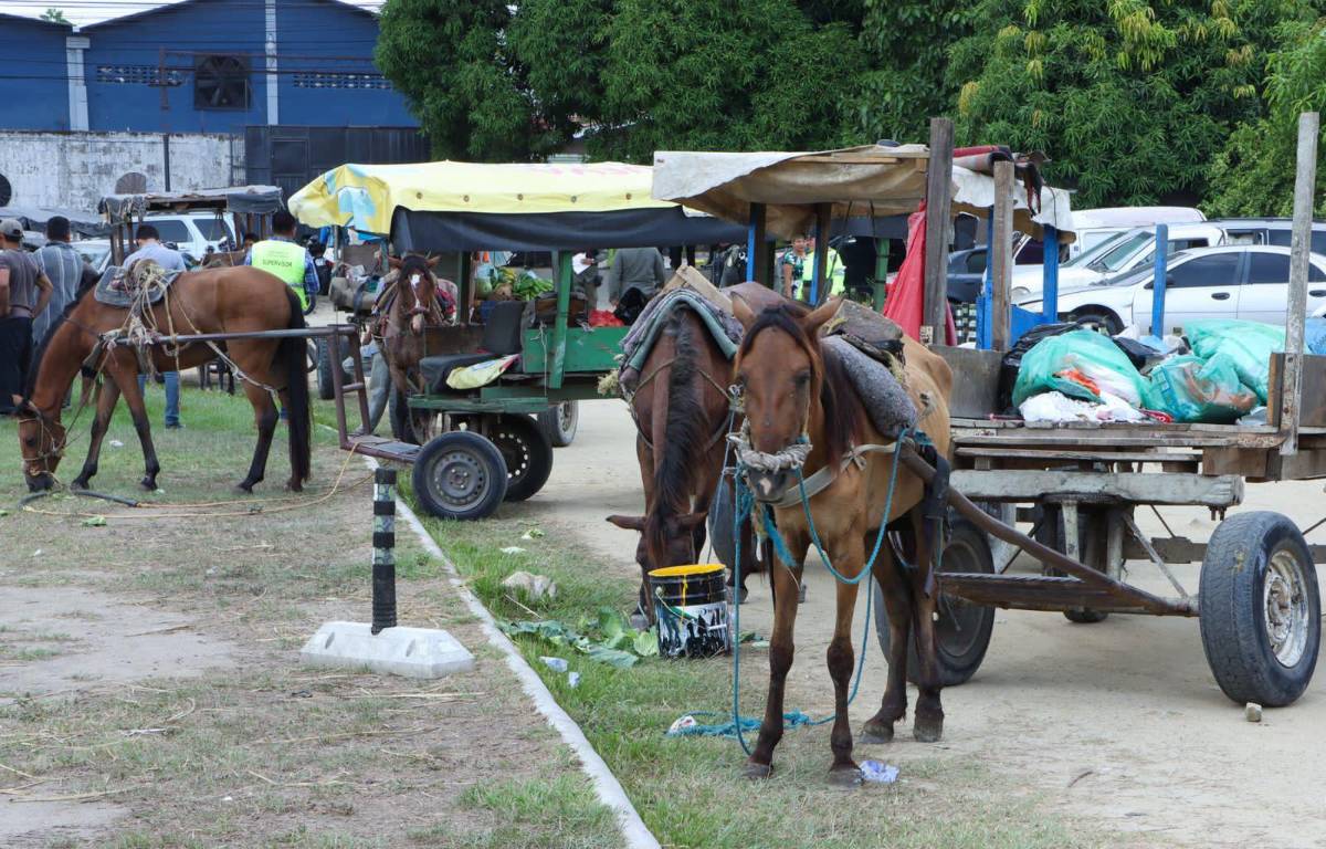 El Plan de Arbitrios vigente establece que está prohibido circular dentro del Primer Anillo de Circunvalación.