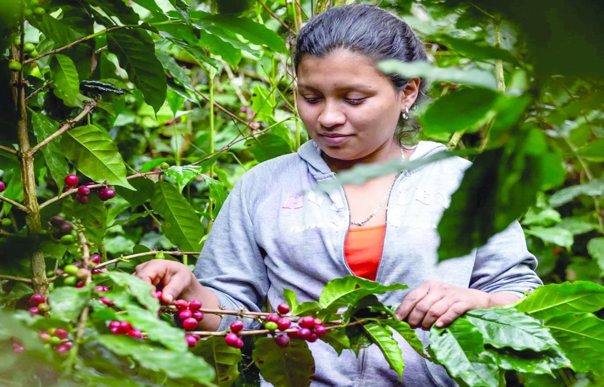Crece participación de mujeres en el sector cafetalero