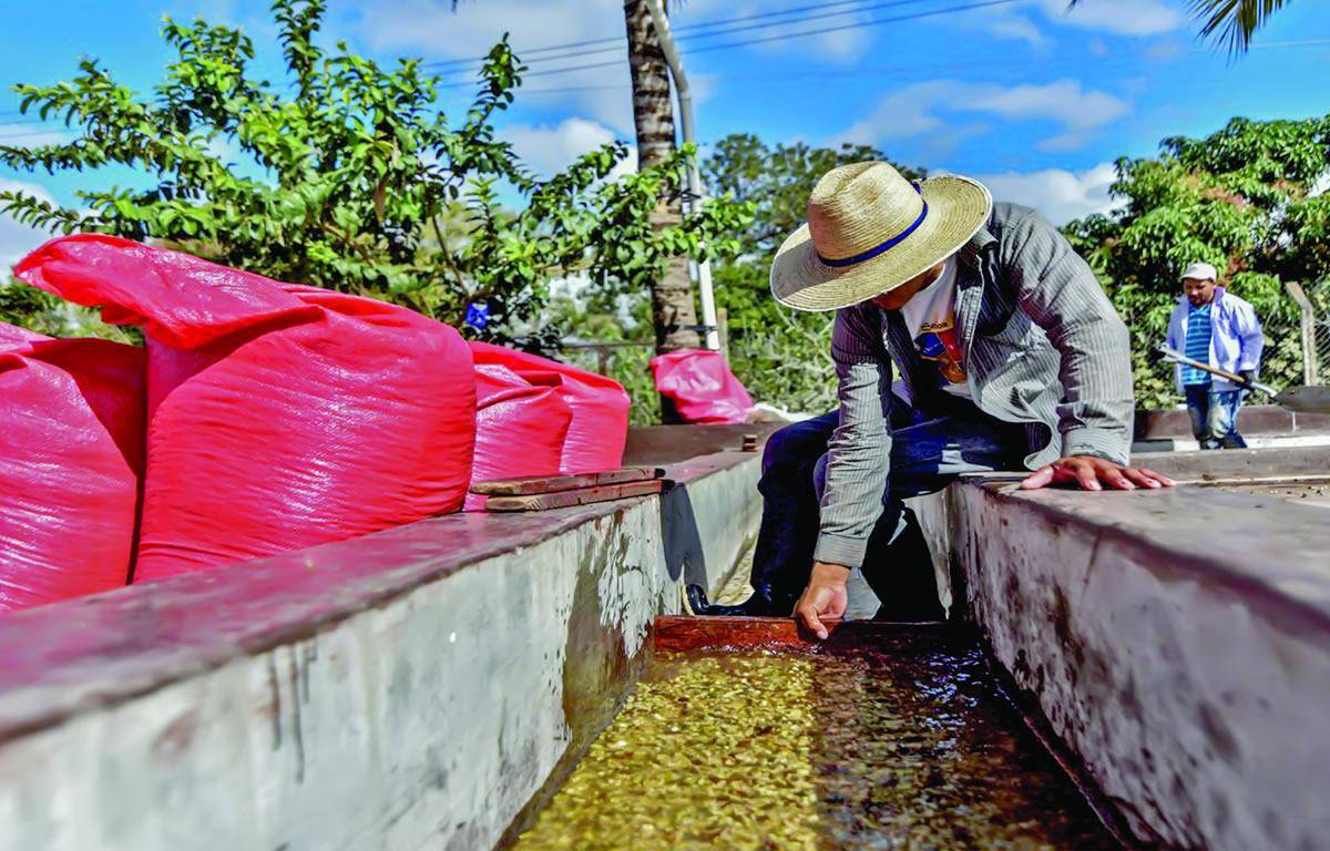 $!En un mercado mundial muy injusto, los productores del aromático son los menos beneficiados con sus cosechas; además, con la nueva regulación de la Unión Europea, los cultivos de café deben realizarse protegiendo el ambiente.