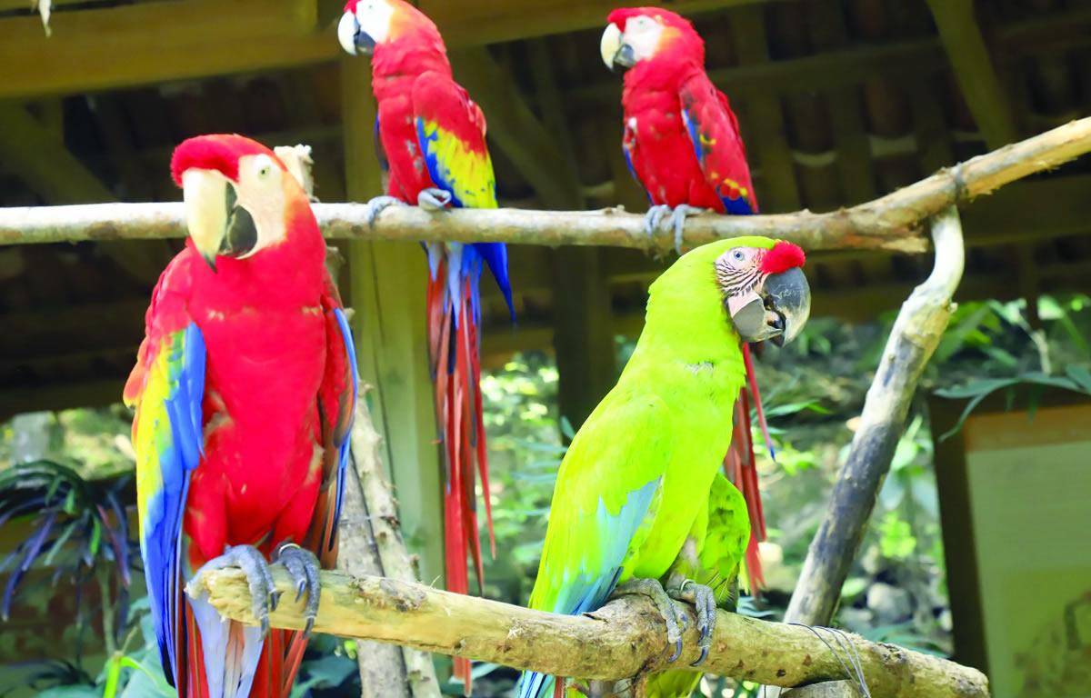 $!Al cumplir tres meses las crías estarán listas para probar sus habilidades de vuelo.