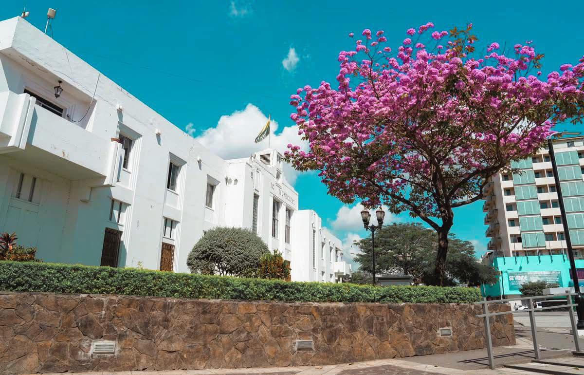 Macuelizos adornan San Pedro Sula en vísperas del Día del Amor y la Amistad