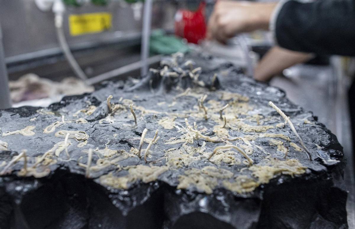 Una foto proporcionada por el Schmidt Ocean Institute muestra una corteza de roca, al revés, reveló gusanos tubícolas Oasisia y Riftia y otros organismos que viven debajo de los respiraderos hidrotermales. Anteriormente se sabía que existía vida microbiana dentro de estos huecos.