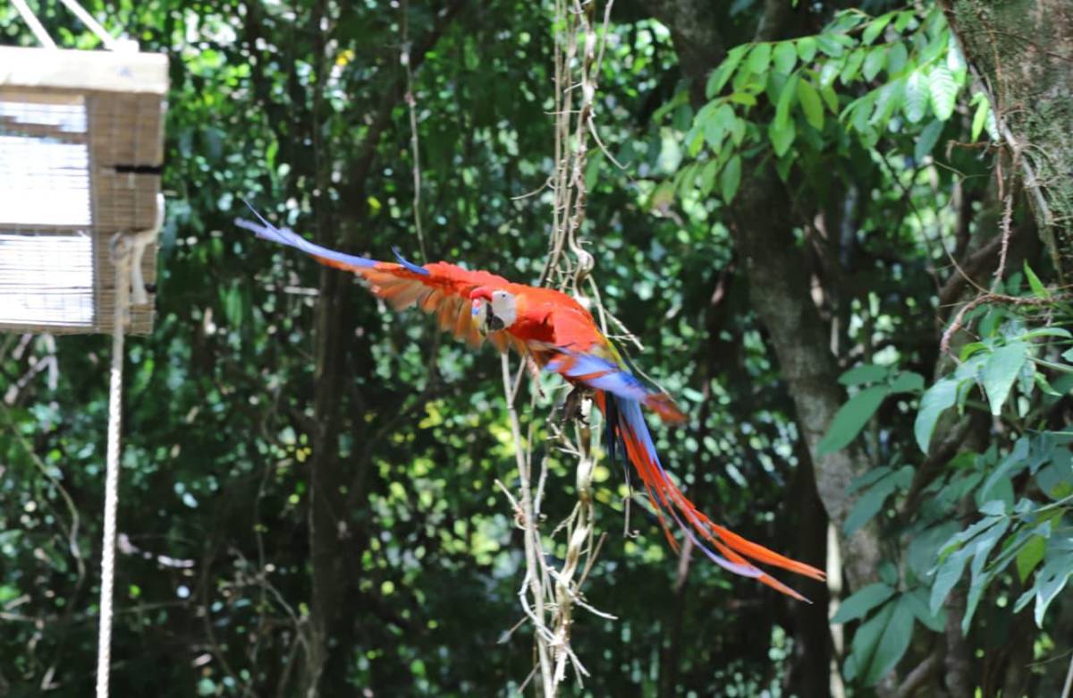 Así vivió La Ceiba la segunda liberación de guacamayas rojas en el río Cangrejal