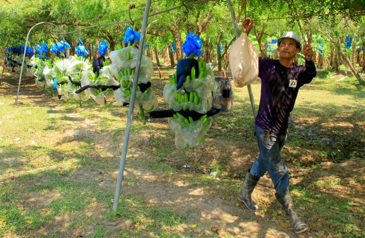 Honduras compra menos bananos a Guatemala y es el tercer exportador de CA