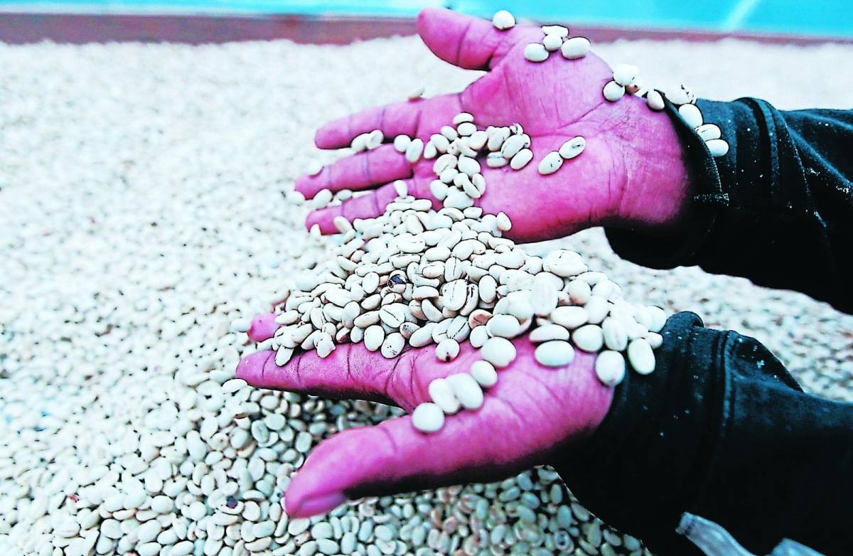 Exportación de café supera los 6.94 millones de sacos