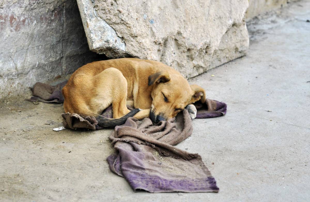 Sálvele la vida a un perro callejero