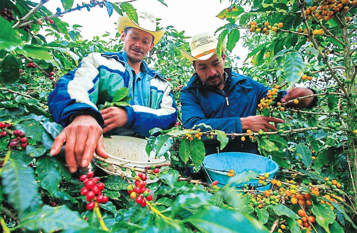 El café generará cerca de $1,200 millones a la economía hondureña