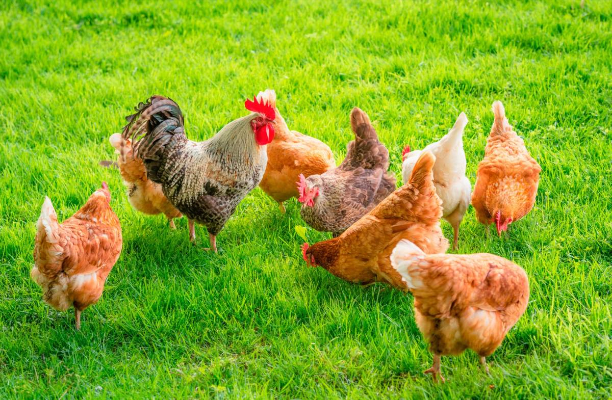 ¿Cómo criar gallinas ponedoras en casa?