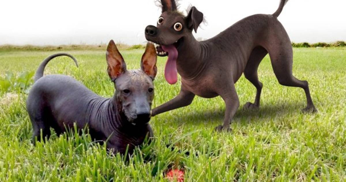 Dante, el perro estrella de la película 'Coco'