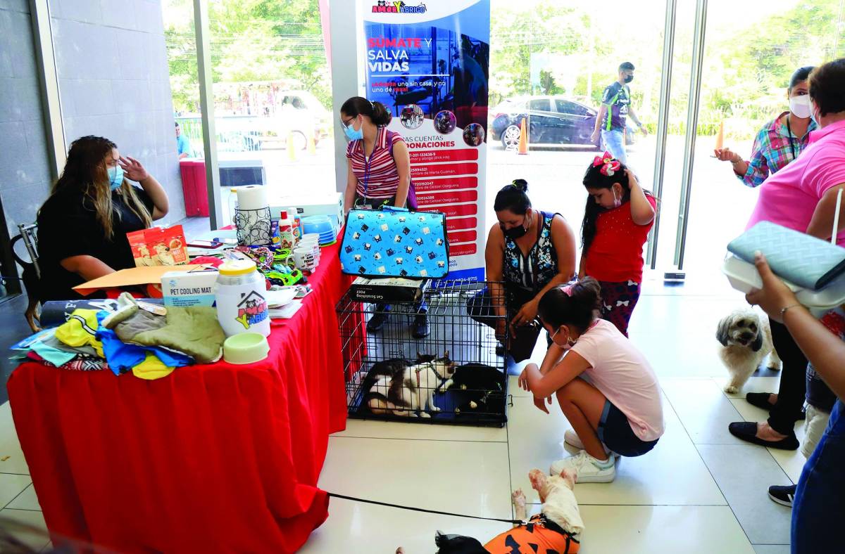 Las familias sampedranas llegaron con sus mascotas y disfrutaron de muchas sorpresas, hubo concursos y charlas impartidas por un veterinario sobre el cuidado de los perros y gatos.