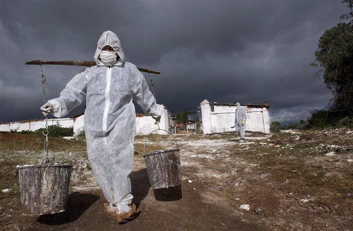 El primer contagio es un niño que tuvo contacto con aves infectadas por la cepa de gripe aviar. Fotografía: EFE