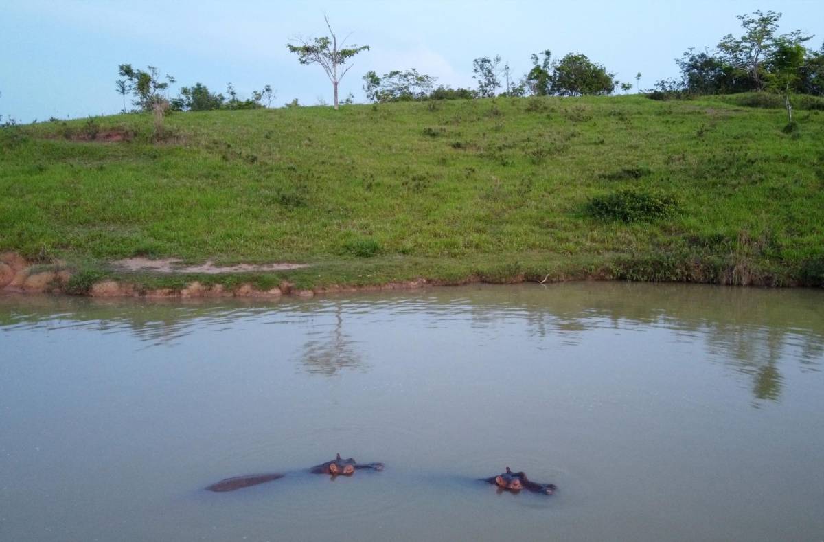 Los hipopótamos de Pablo Escobar siguen reproduciéndose.