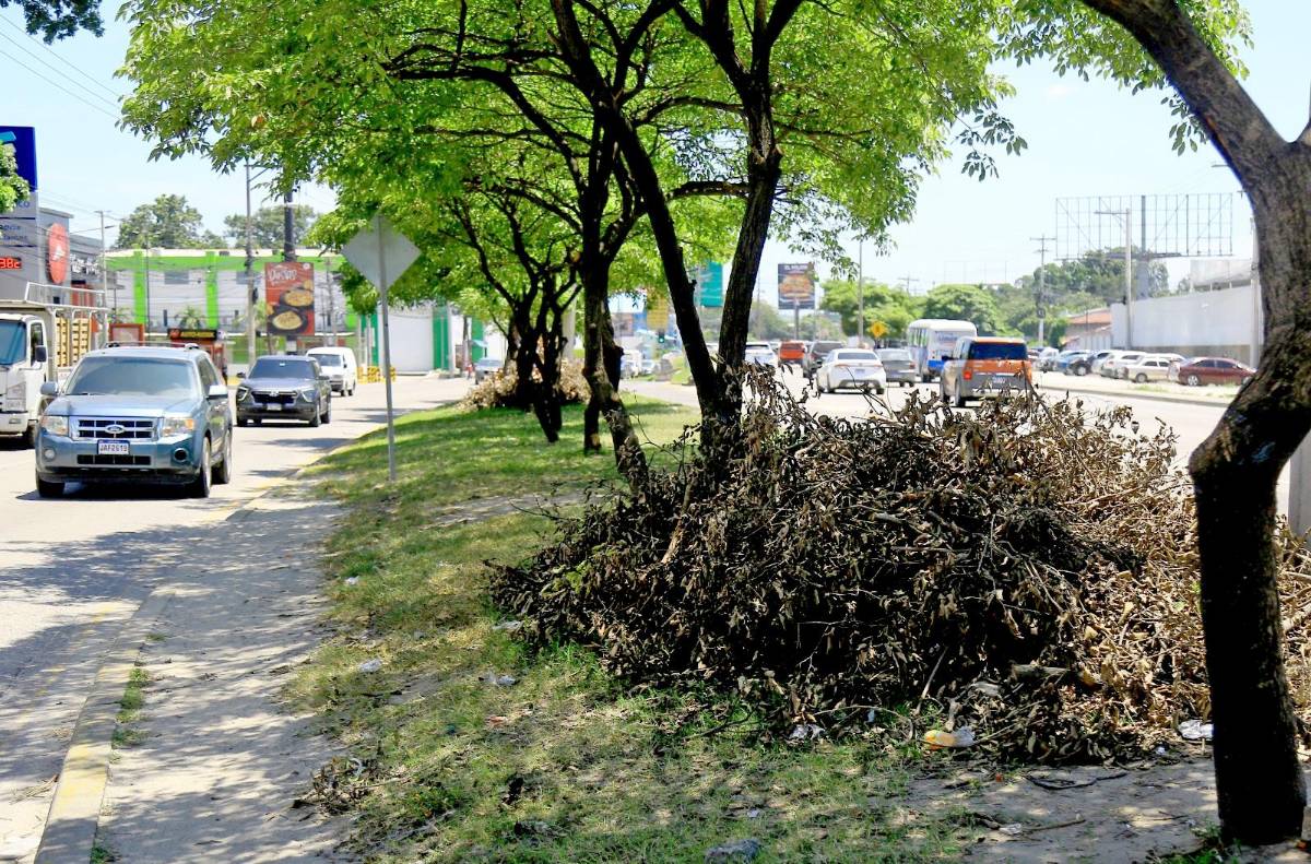 Limpieza y poda están a cargo de la alcaldía.