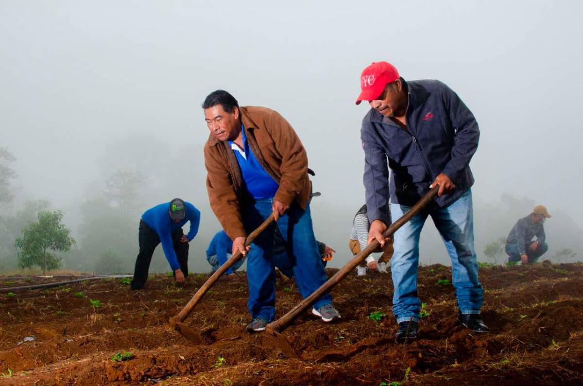Con apoyo de Taiwán cultivan fresas y logran comercializarlas
