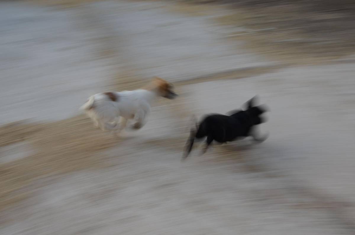 Zoomies: ¿Por qué los perros corren como locos de repente?
