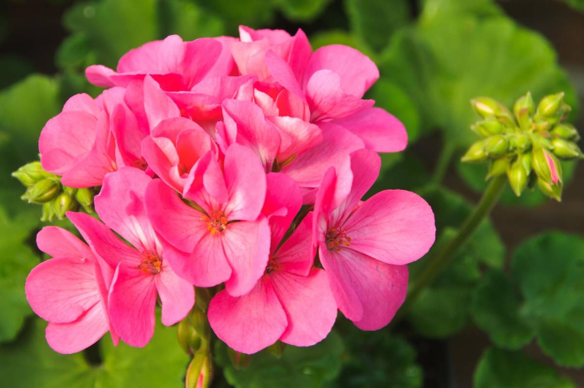 ¡Fascinación por las Plantas!: Los 10 tipos de flores que mejor se adaptan al calor