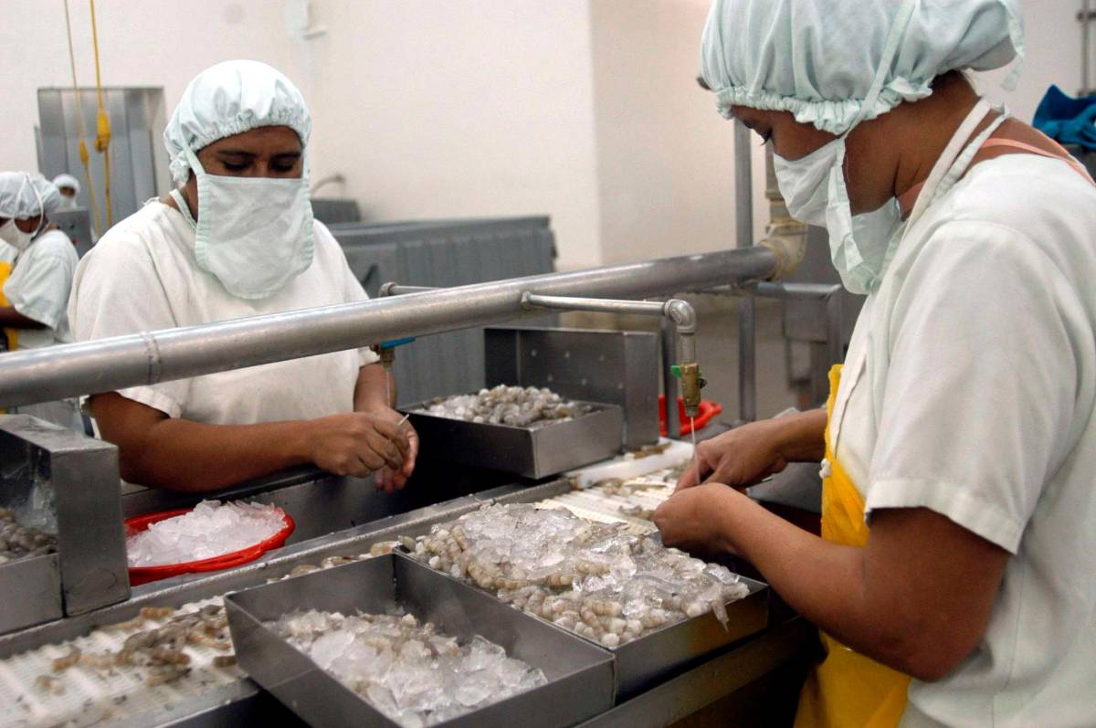 Camarón hondureño aún tiene entrada a Taiwán