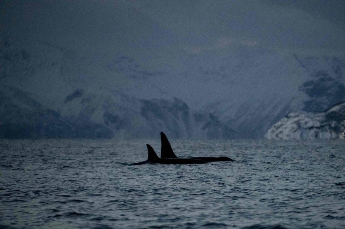 Las orcas se convierten en el terror de veleros en aguas españolas tras varios ataques