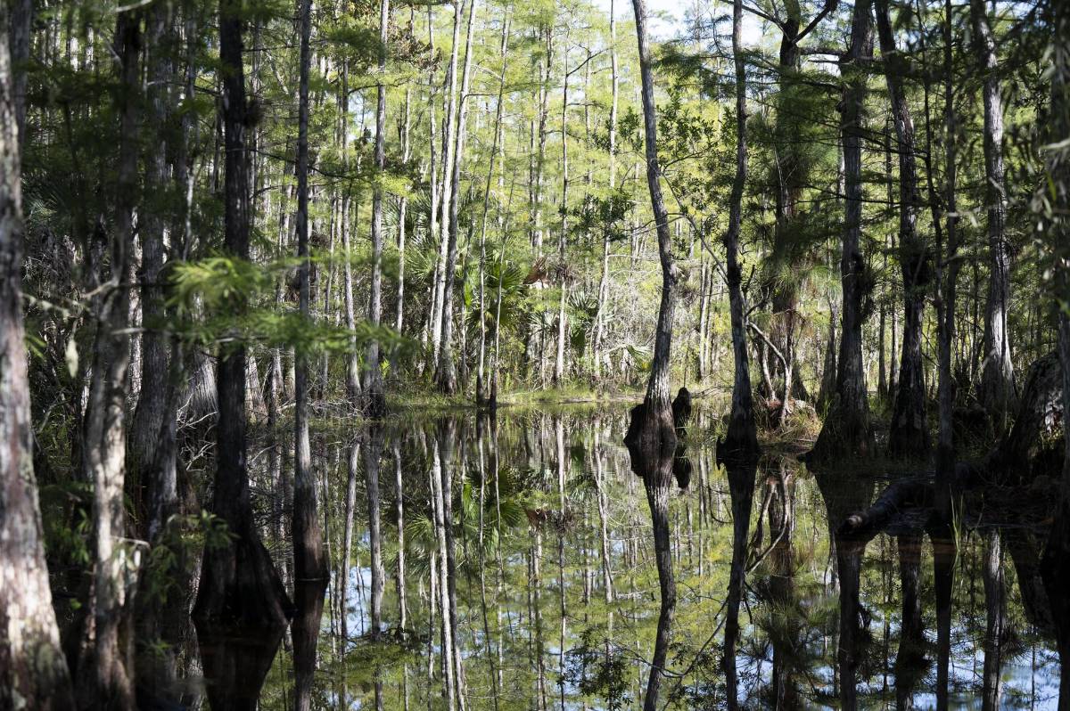 Trump visitará la cárcel migratoria ‘Alligator Alcatraz’ en Florida
