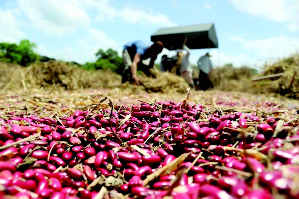 Con inversión de L388 millones inicia censo agropecuario