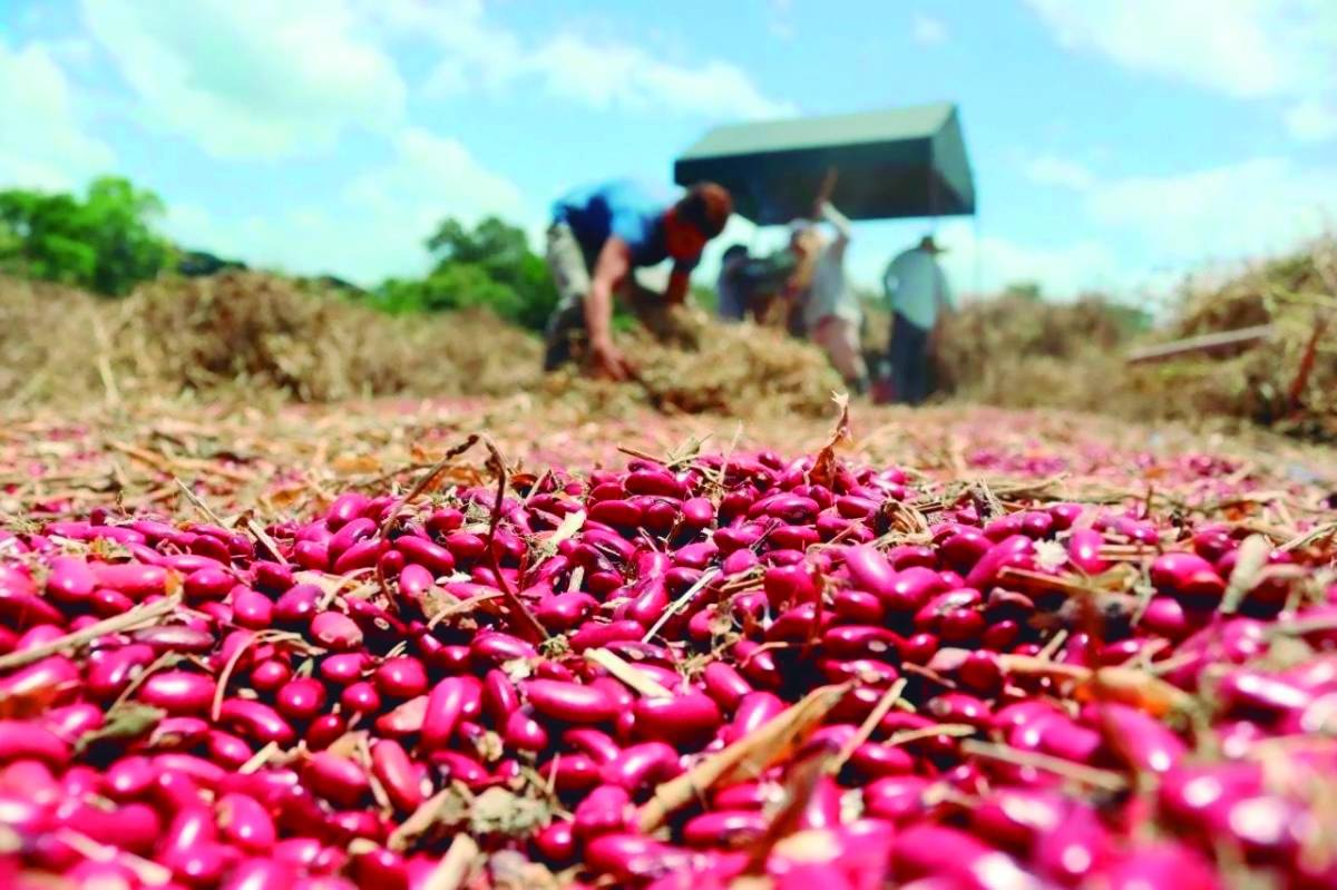 Sube el precio de los frijoles por daños en la producción