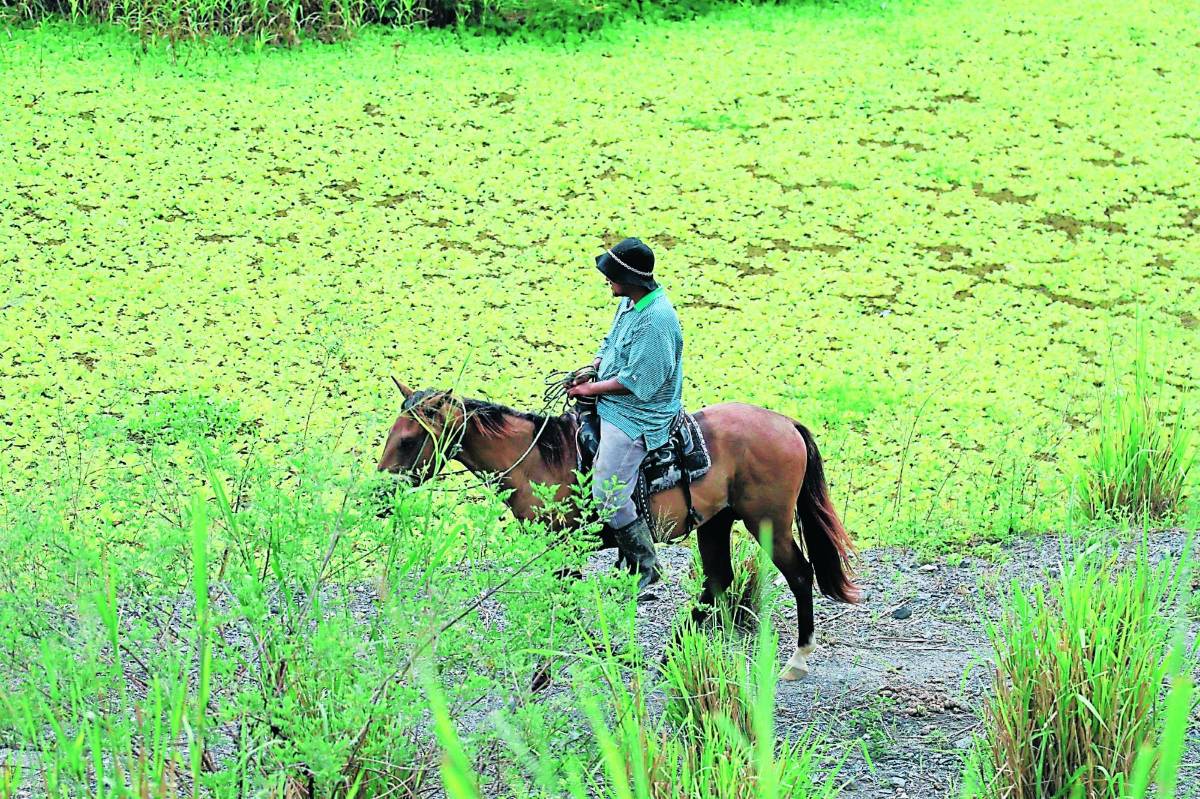 Pobladores de los bajos de Choloma piden al Gobierno agilizar las obras.