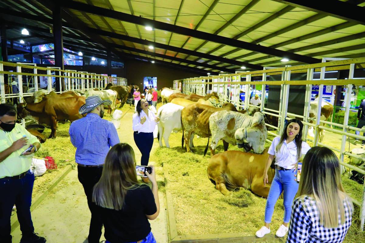 Pese a alza en los insumos, ganaderos descartan aumentos