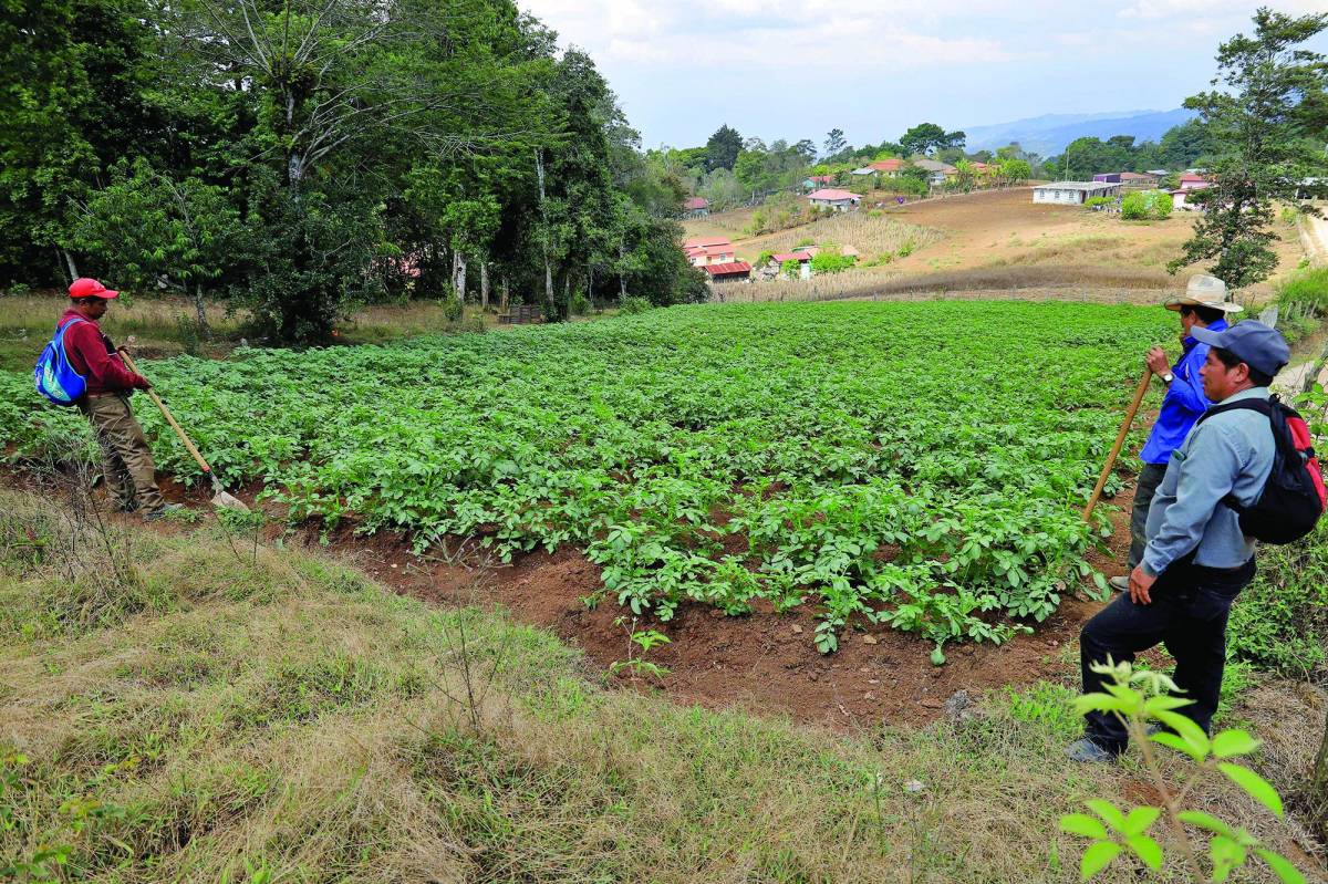 Renuncian a cultivar papas por alzas en los insumos