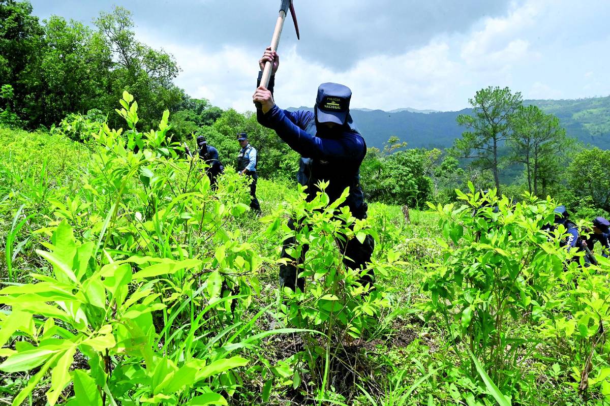 Destrucción de plantas de coca subió en 11.7 millones en un año
