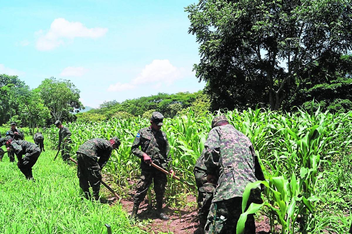 Inconstitucional decreto que daba vida al Programa de Desarrollo Agrícola