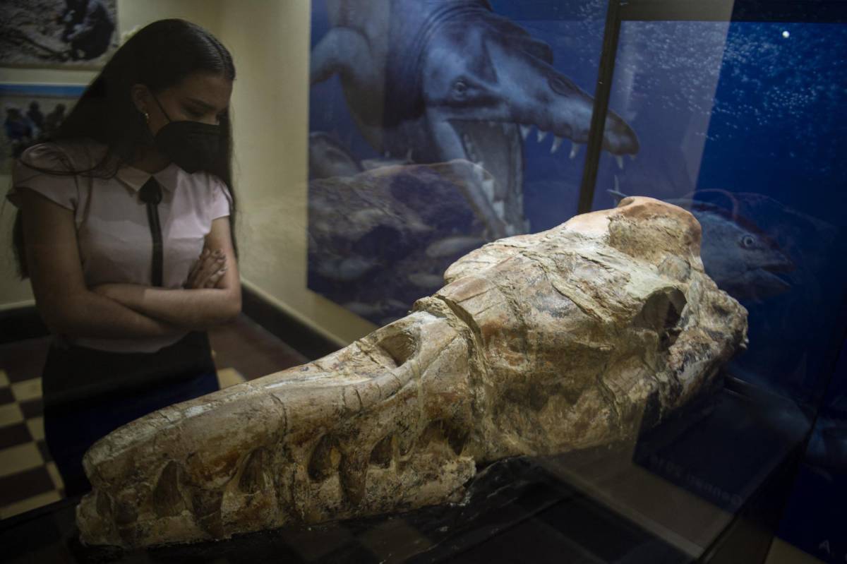 Identifican en Perú los restos de una ballena que vivió hace 36 millones de años