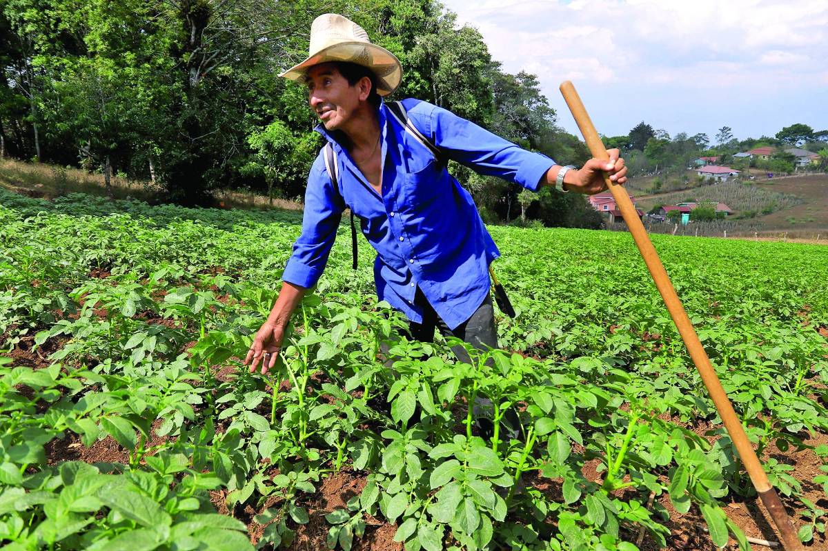 Renuncian a cultivar papas por alzas en los insumos
