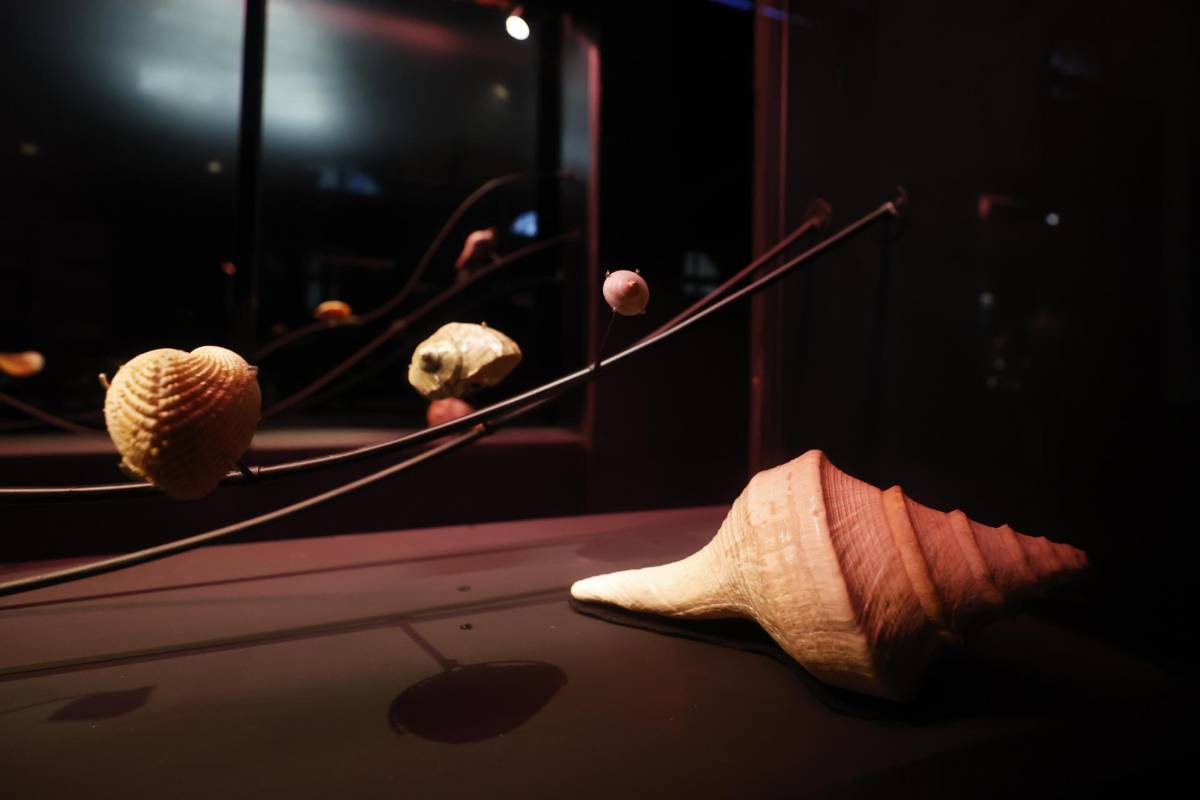 Exposición convierte la colección de caracolas de Neruda en una poesía de océanos
