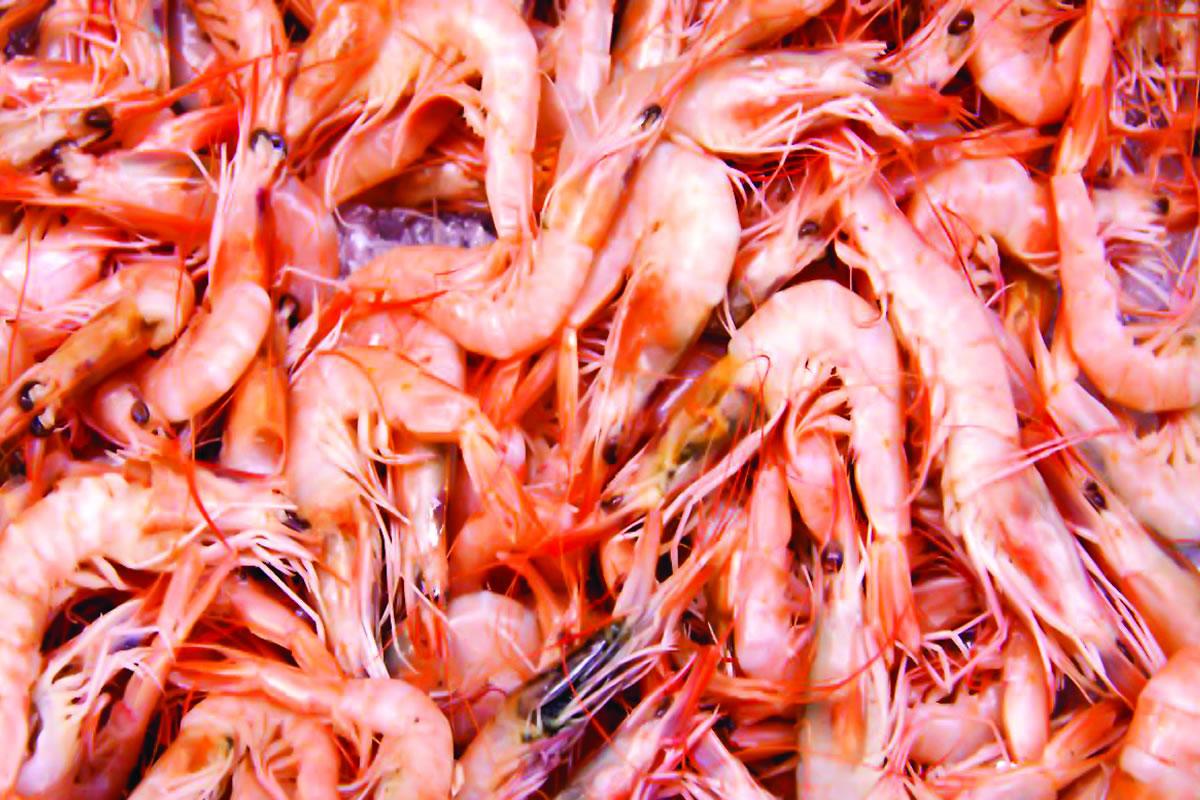 Se agrava crisis en industria camaronera hondureña