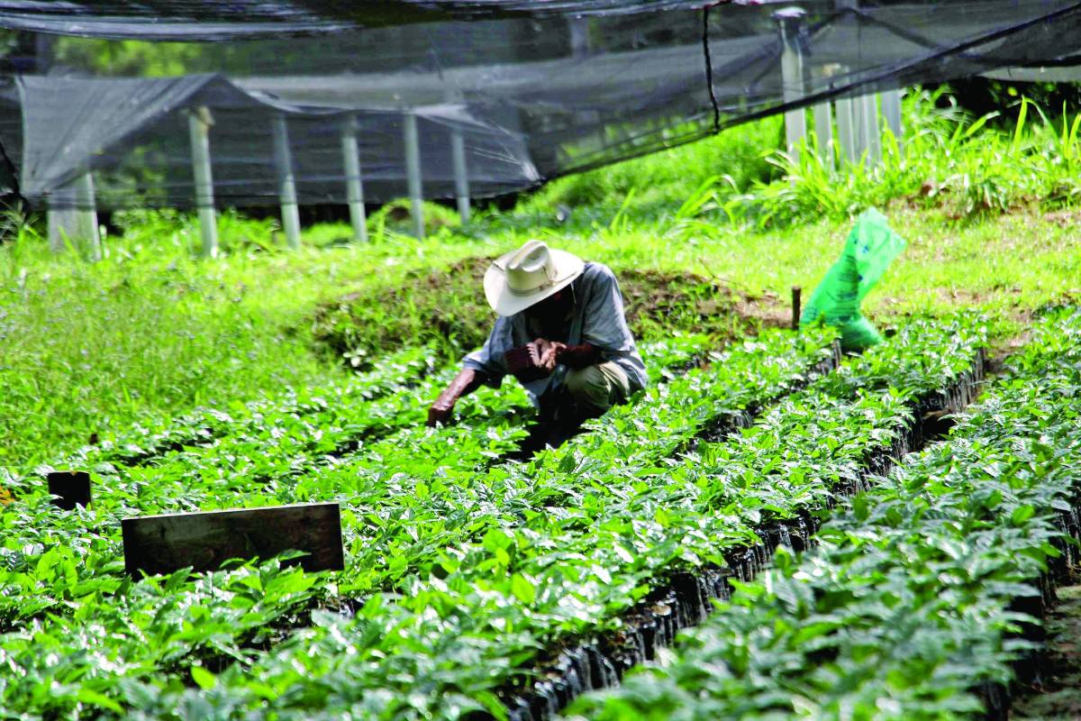 Las pruebas se realizan en 7 centros de investigación en todo el país.