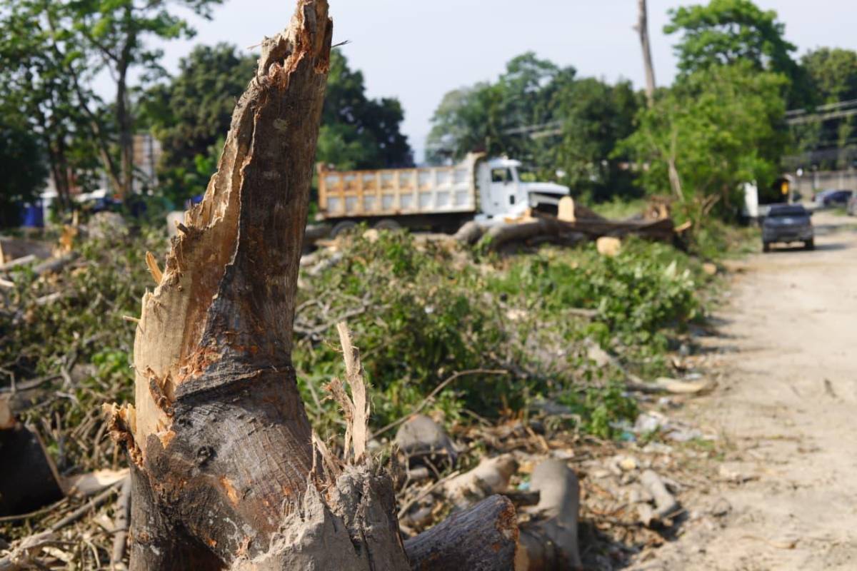 Sin piedad cortaron los árboles en las cercanías del vado El Espartano