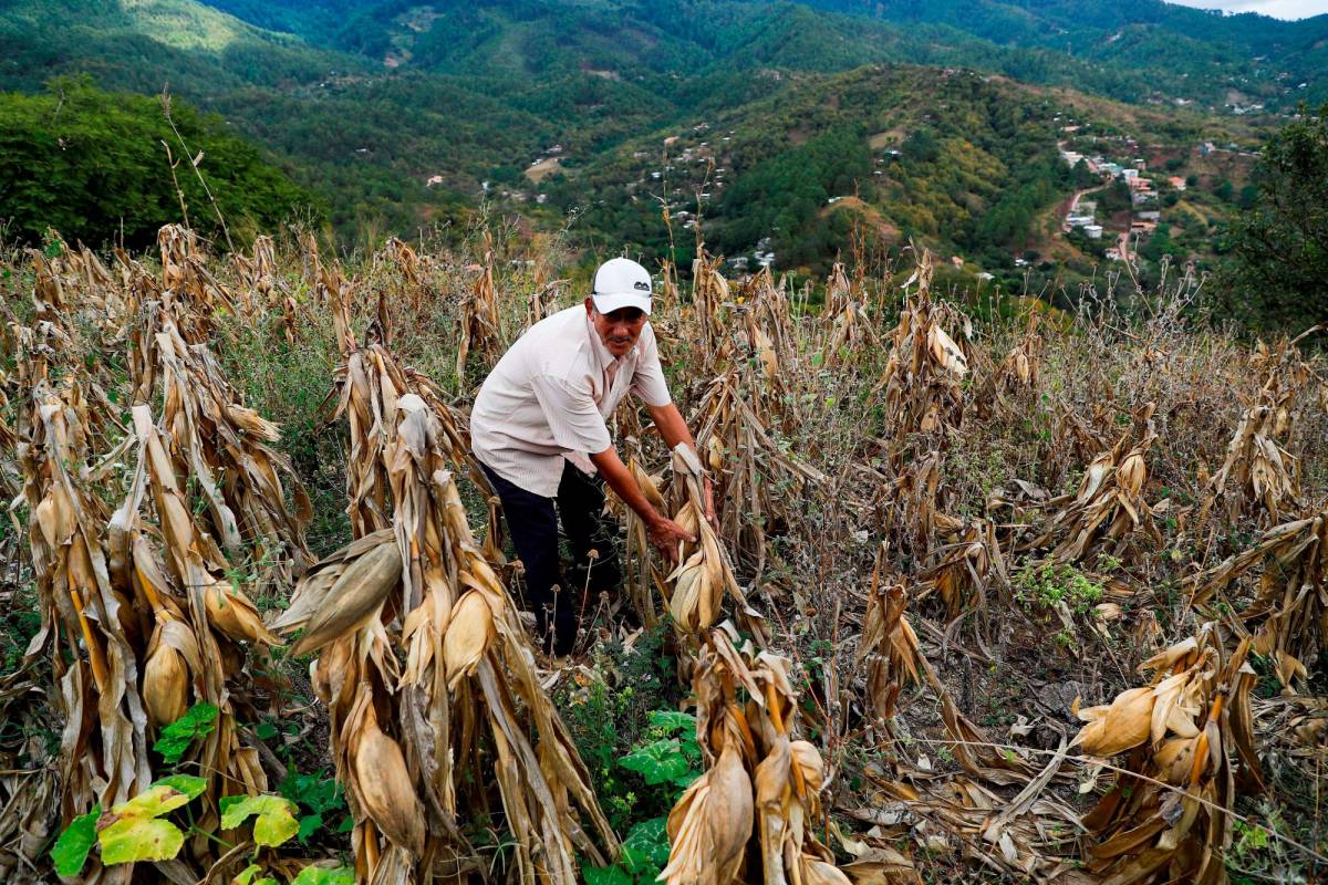 Preocupa baja producción agrícola por llegada del fenómeno de El Niño