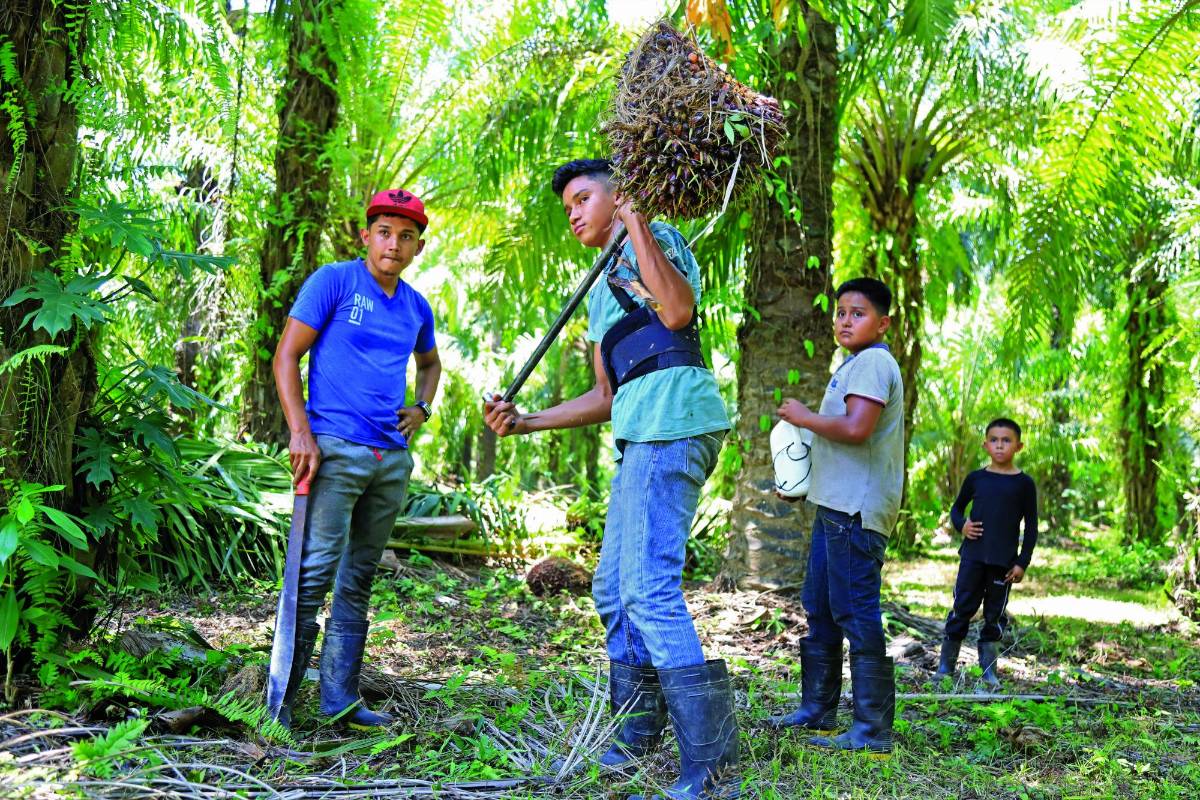 Falta de política agraria propicia las invasiones en Colón