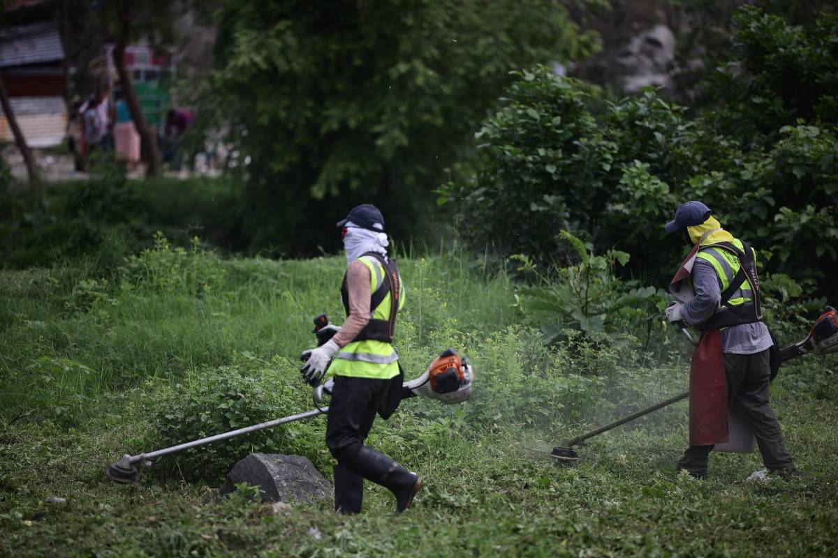 Hubo limpieza y poda.