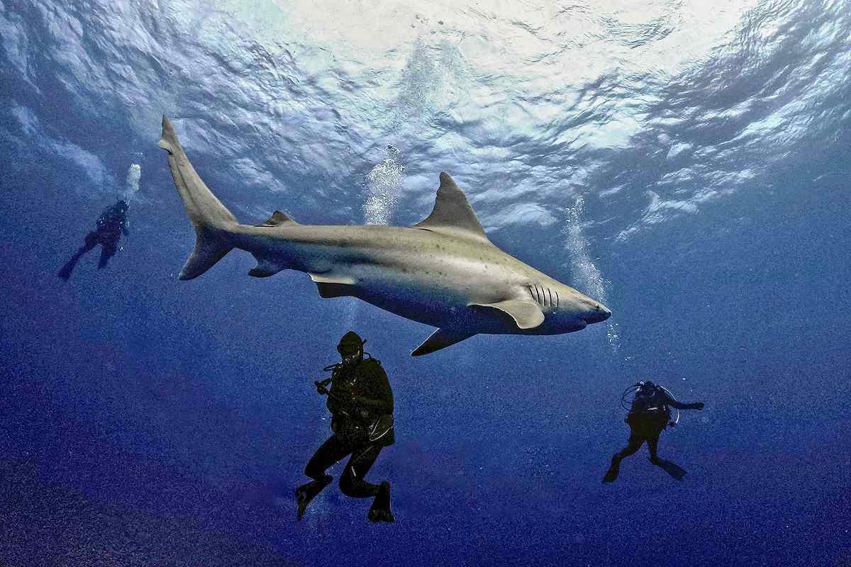 Detectan tiburones intoxicados con cocaína “por primera vez en el mundo” en Brasil