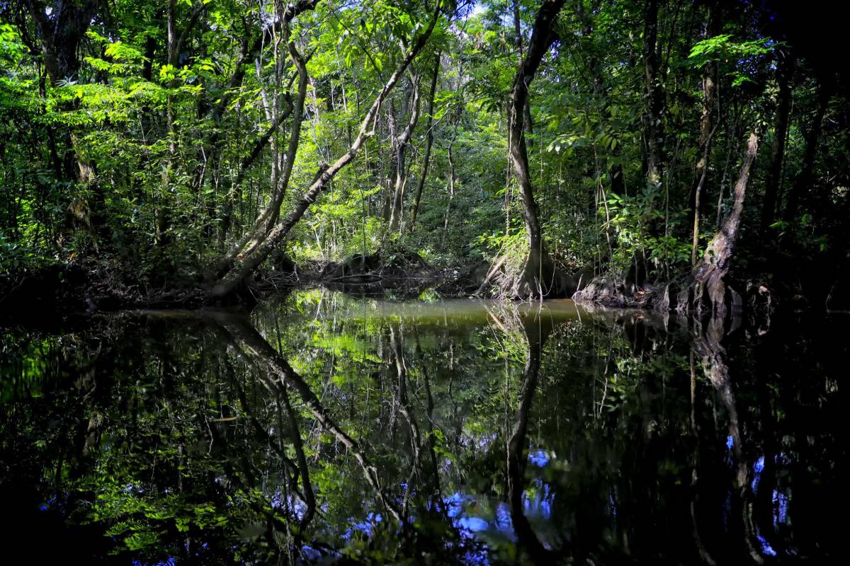 Fotografía de un bosque en un humedal en el departamento de Gracias a Dios (Honduras).