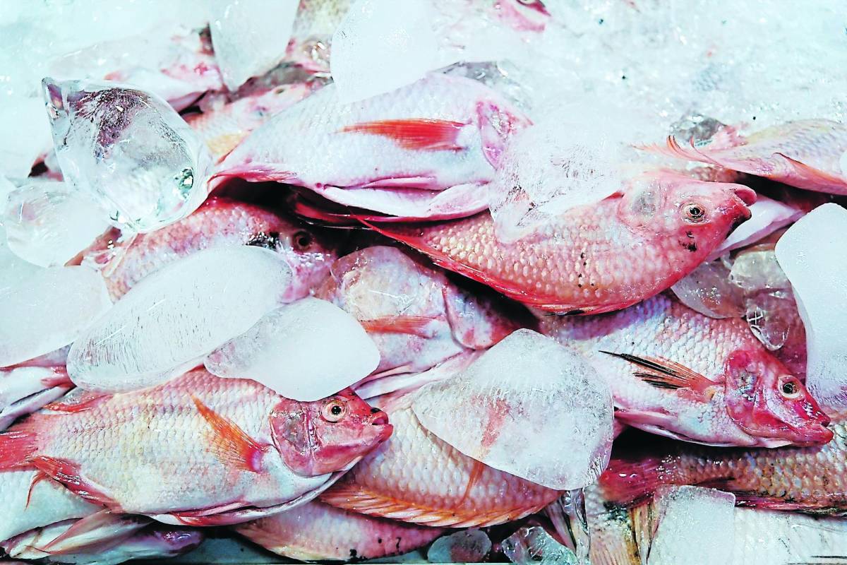 La tilapia vuelve a subir pese a que no es temporada alta de consumo de mariscos, las carnes por su parte muestran estabilidad en los diferentes negocios.
