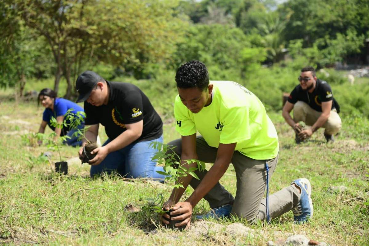 Esta iniciativa pretende sembrar 6 millones de árboles al 2030 en Honduras ¿lo lograrán?