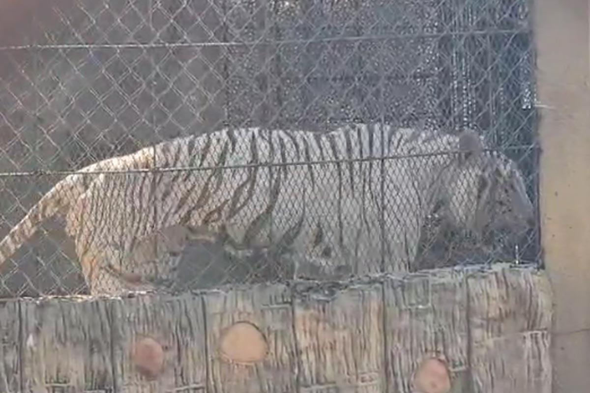 Denuncian que en Joya Grande hubo tráfico de animales