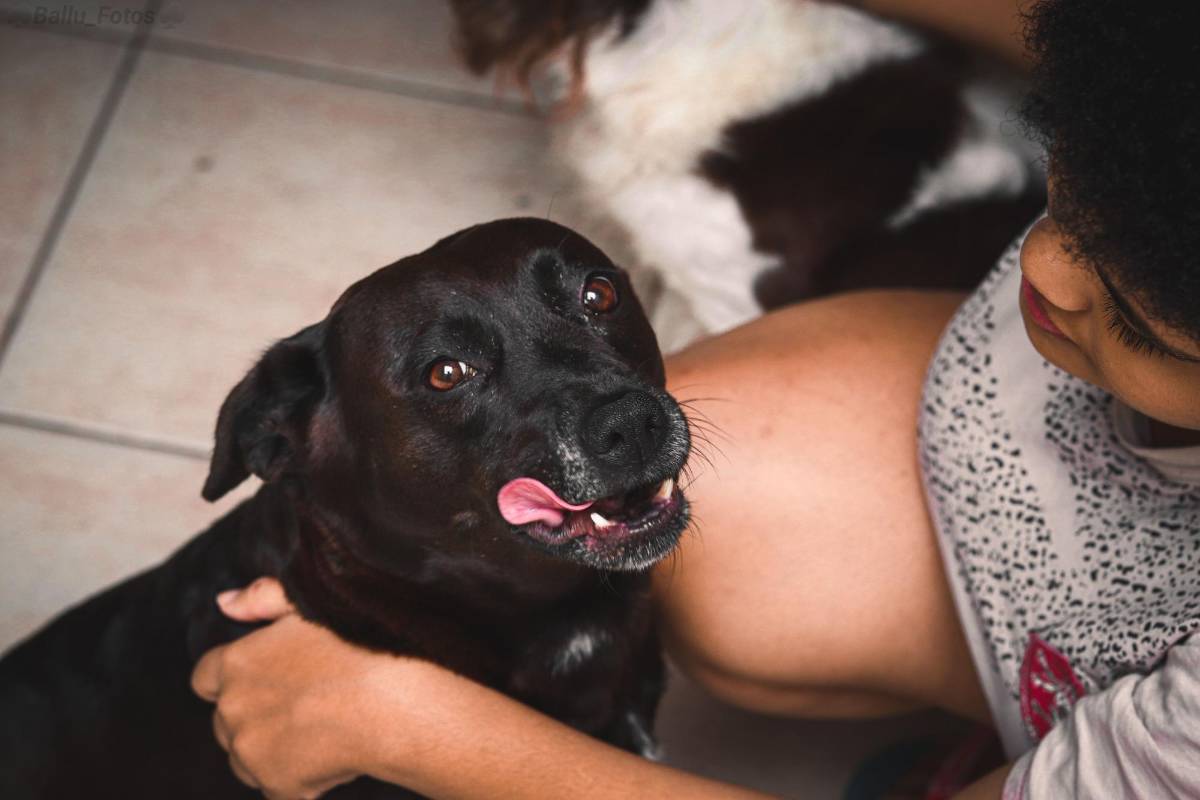 Cuidar varias mascotas ayuda con la salud mental y mejora los hábitos diarios